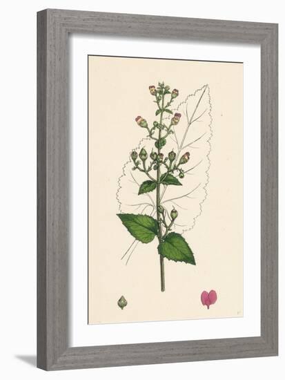 Scrophularia Scorodonia Balm-Leaved Figwort-null-Framed Giclee Print