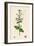 Scrophularia Scorodonia Balm-Leaved Figwort-null-Framed Giclee Print