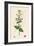 Scrophularia Scorodonia Balm-Leaved Figwort-null-Framed Giclee Print