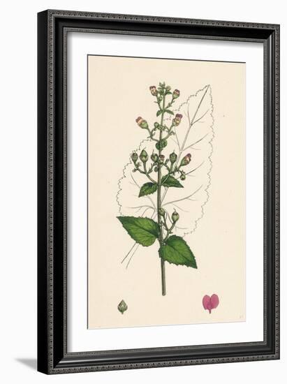 Scrophularia Scorodonia Balm-Leaved Figwort-null-Framed Giclee Print