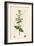 Scrophularia Scorodonia Balm-Leaved Figwort-null-Framed Giclee Print