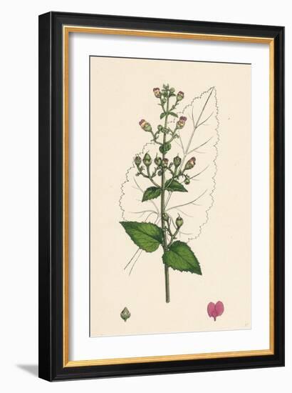 Scrophularia Scorodonia Balm-Leaved Figwort-null-Framed Giclee Print