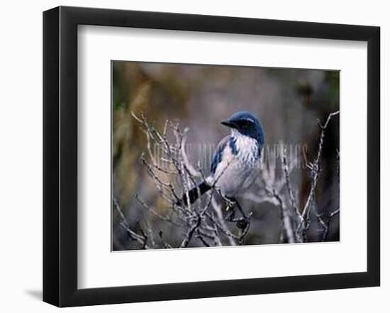 Scrub Jay-Joseph Wolf-Framed Art Print