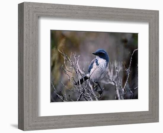 Scrub Jay-Joseph Wolf-Framed Art Print