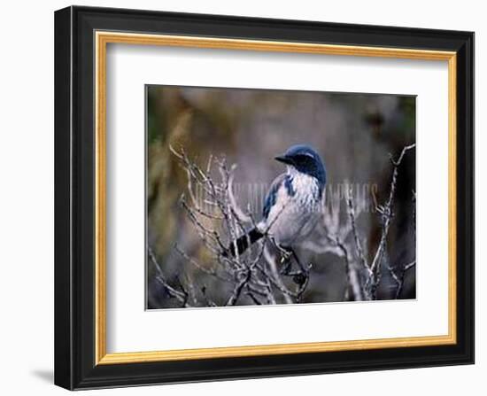 Scrub Jay-Joseph Wolf-Framed Art Print