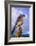 Scrub Jay-Chris Vest-Framed Art Print