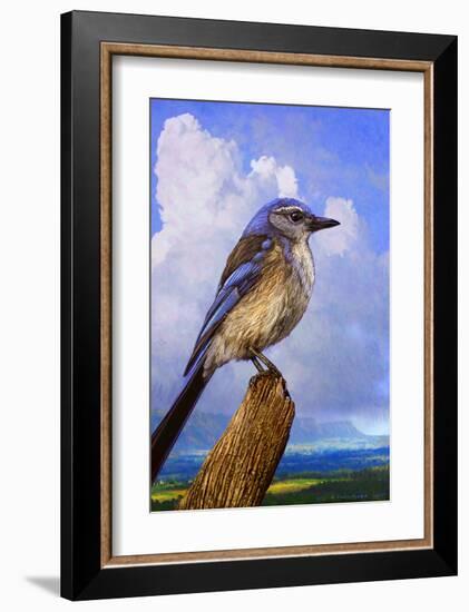 Scrub Jay-Chris Vest-Framed Art Print