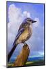 Scrub Jay-Chris Vest-Mounted Art Print