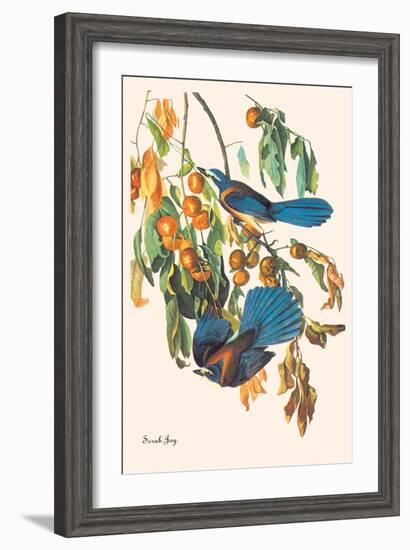 Scrub Jay-John James Audubon-Framed Art Print