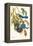 Scrub Jay-John James Audubon-Framed Stretched Canvas