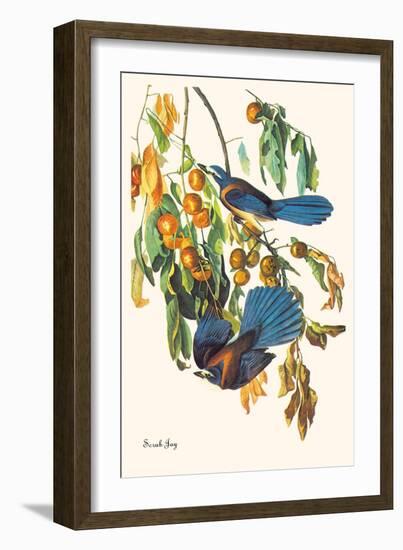 Scrub Jay-John James Audubon-Framed Art Print