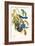 Scrub Jay-John James Audubon-Framed Art Print