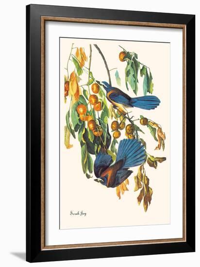 Scrub Jay-John James Audubon-Framed Art Print