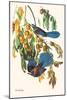 Scrub Jay-John James Audubon-Mounted Art Print