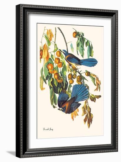 Scrub Jay-John James Audubon-Framed Art Print