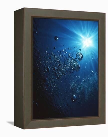 Scuba Bubbles-Matthew Oldfield-Framed Premier Image Canvas