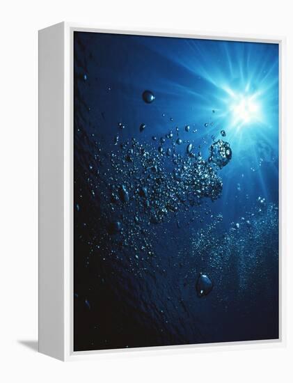 Scuba Bubbles-Matthew Oldfield-Framed Premier Image Canvas