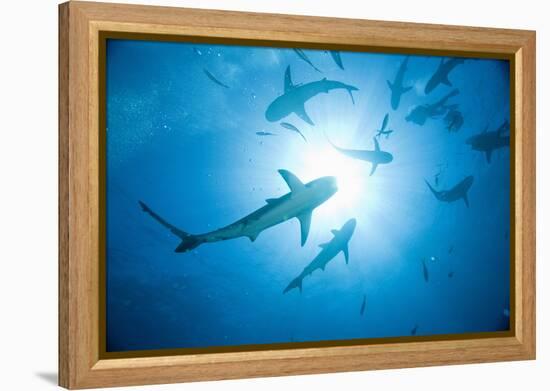 Scuba Diver and Caribbean Reef Sharks at Stuart Cove's Dive Site-Paul Souders-Framed Premier Image Canvas