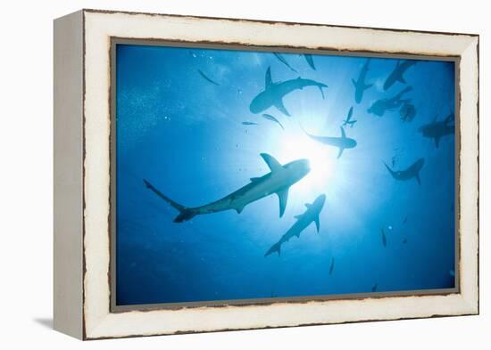 Scuba Diver and Caribbean Reef Sharks at Stuart Cove's Dive Site-Paul Souders-Framed Premier Image Canvas