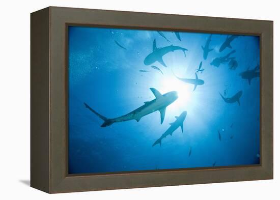 Scuba Diver and Caribbean Reef Sharks at Stuart Cove's Dive Site-Paul Souders-Framed Premier Image Canvas