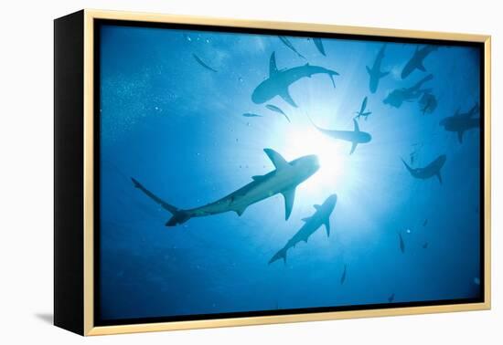 Scuba Diver and Caribbean Reef Sharks at Stuart Cove's Dive Site-Paul Souders-Framed Premier Image Canvas