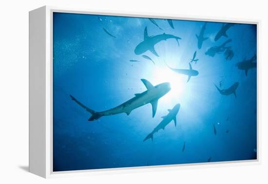 Scuba Diver and Caribbean Reef Sharks at Stuart Cove's Dive Site-Paul Souders-Framed Premier Image Canvas