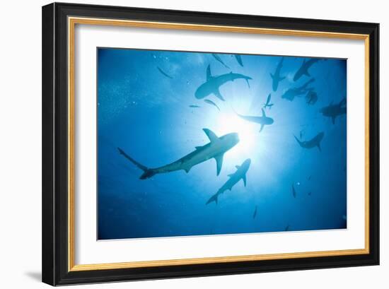 Scuba Diver and Caribbean Reef Sharks at Stuart Cove's Dive Site-Paul Souders-Framed Photographic Print