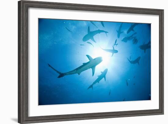 Scuba Diver and Caribbean Reef Sharks at Stuart Cove's Dive Site-Paul Souders-Framed Photographic Print