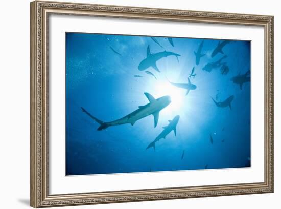 Scuba Diver and Caribbean Reef Sharks at Stuart Cove's Dive Site-Paul Souders-Framed Photographic Print