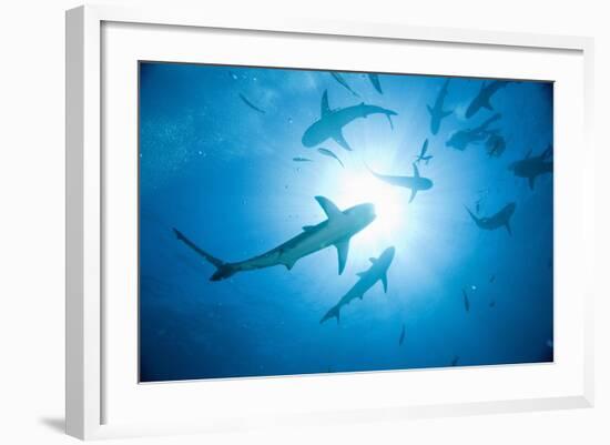 Scuba Diver and Caribbean Reef Sharks at Stuart Cove's Dive Site-Paul Souders-Framed Photographic Print