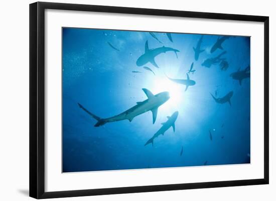 Scuba Diver and Caribbean Reef Sharks at Stuart Cove's Dive Site-Paul Souders-Framed Photographic Print