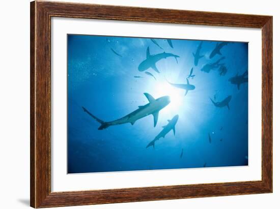 Scuba Diver and Caribbean Reef Sharks at Stuart Cove's Dive Site-Paul Souders-Framed Photographic Print