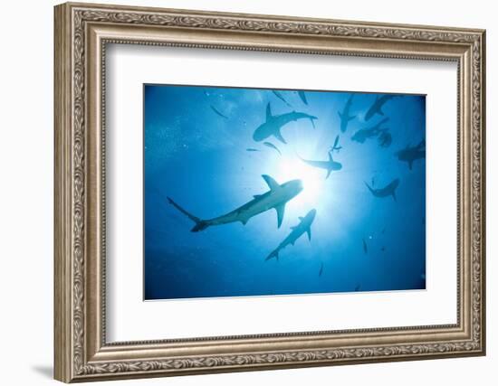 Scuba Diver and Caribbean Reef Sharks at Stuart Cove's Dive Site-Paul Souders-Framed Photographic Print