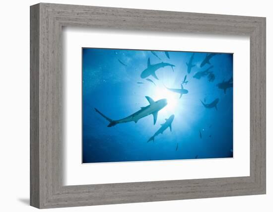 Scuba Diver and Caribbean Reef Sharks at Stuart Cove's Dive Site-Paul Souders-Framed Photographic Print