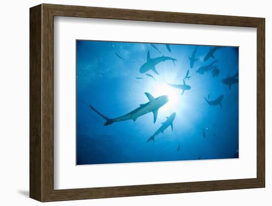 Scuba Diver and Caribbean Reef Sharks at Stuart Cove's Dive Site-Paul Souders-Framed Photographic Print