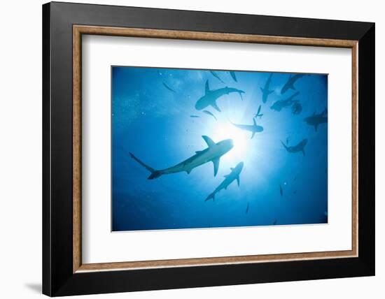 Scuba Diver and Caribbean Reef Sharks at Stuart Cove's Dive Site-Paul Souders-Framed Photographic Print