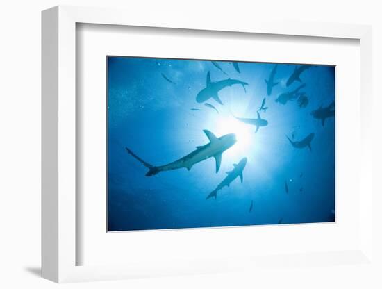 Scuba Diver and Caribbean Reef Sharks at Stuart Cove's Dive Site-Paul Souders-Framed Photographic Print