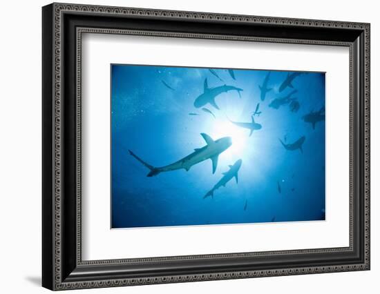 Scuba Diver and Caribbean Reef Sharks at Stuart Cove's Dive Site-Paul Souders-Framed Photographic Print