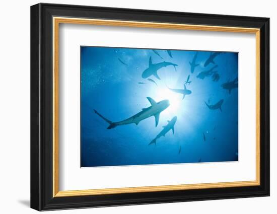 Scuba Diver and Caribbean Reef Sharks at Stuart Cove's Dive Site-Paul Souders-Framed Photographic Print