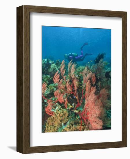 Scuba Diver and Sea Fans, Raja Ampat, Papua-Stuart Westmorland-Framed Photographic Print