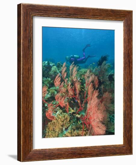 Scuba Diver and Sea Fans, Raja Ampat, Papua-Stuart Westmorland-Framed Photographic Print