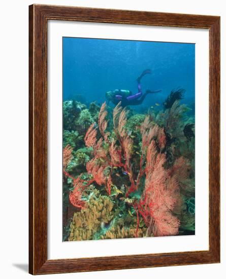 Scuba Diver and Sea Fans, Raja Ampat, Papua-Stuart Westmorland-Framed Photographic Print