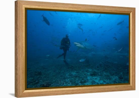 Scuba Diver and Silvertip Shark at the Bistro Dive Site in Fiji-Stocktrek Images-Framed Premier Image Canvas