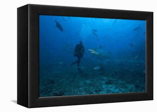 Scuba Diver and Silvertip Shark at the Bistro Dive Site in Fiji-Stocktrek Images-Framed Premier Image Canvas