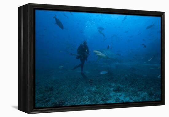 Scuba Diver and Silvertip Shark at the Bistro Dive Site in Fiji-Stocktrek Images-Framed Premier Image Canvas