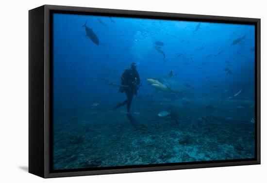 Scuba Diver and Silvertip Shark at the Bistro Dive Site in Fiji-Stocktrek Images-Framed Premier Image Canvas