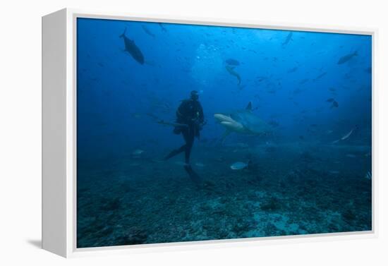 Scuba Diver and Silvertip Shark at the Bistro Dive Site in Fiji-Stocktrek Images-Framed Premier Image Canvas