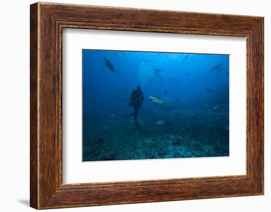 Scuba Diver and Silvertip Shark at the Bistro Dive Site in Fiji-Stocktrek Images-Framed Photographic Print