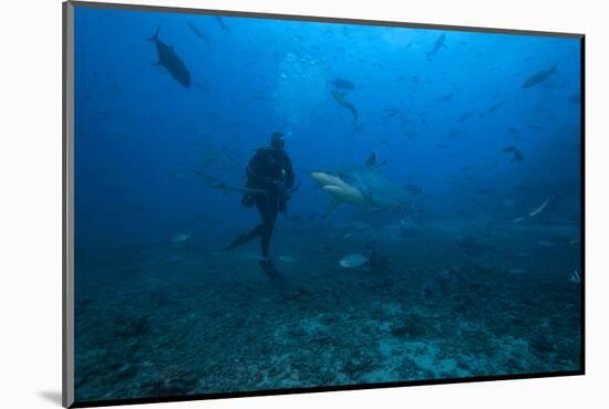 Scuba Diver and Silvertip Shark at the Bistro Dive Site in Fiji-Stocktrek Images-Mounted Photographic Print