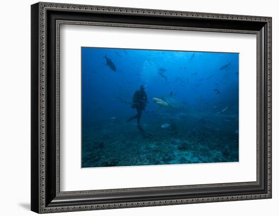 Scuba Diver and Silvertip Shark at the Bistro Dive Site in Fiji-Stocktrek Images-Framed Photographic Print